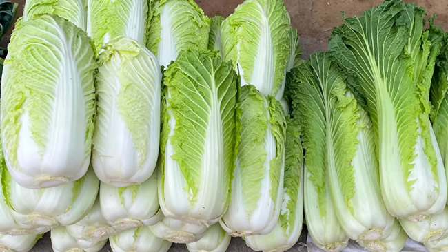 白菜冷庫能儲存多久？白菜冷庫保鮮1-4個月技術